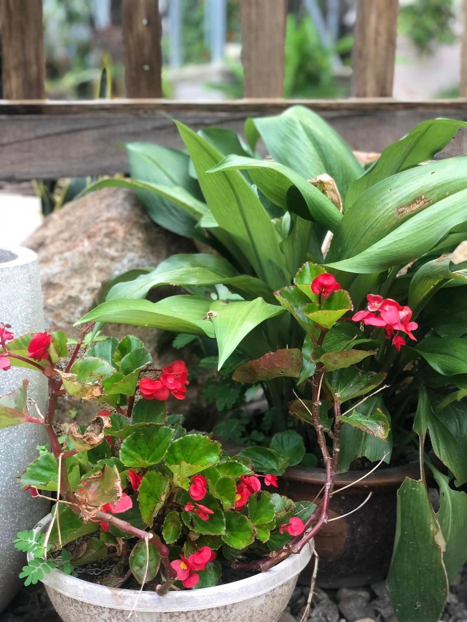 Tran Gia Homestay Nghia Lo Buitenkant foto